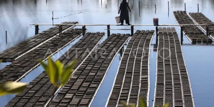 Budidaya Kepiting Soka di Banda Aceh Tembus Pasar Internasional