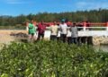 DLHK Aceh Fasilitasi Penanaman 19.200 Batang Mangrove di Lamteh Peukan Bada