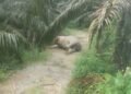 Omen, Gajah Sumatra Ditemukan Mati di Perkebunan Sawit Tamiang