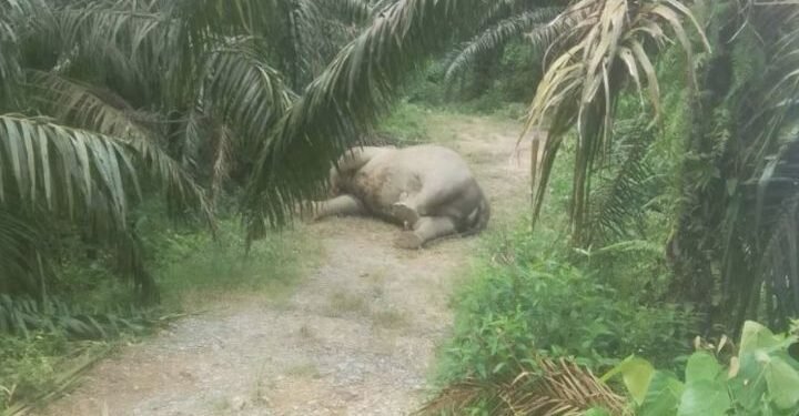 Omen, Gajah Sumatra Ditemukan Mati di Perkebunan Sawit Tamiang