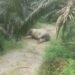 Omen, Gajah Sumatra Ditemukan Mati di Perkebunan Sawit Tamiang