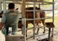 33.430 Ton Pakan Ternak Disiapkan untuk Percepat Pemulihan Peternak di Aceh