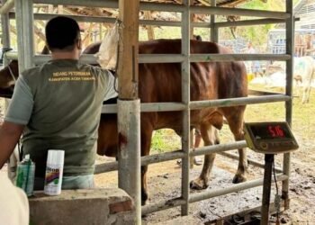 33.430 Ton Pakan Ternak Disiapkan untuk Percepat Pemulihan Peternak di Aceh