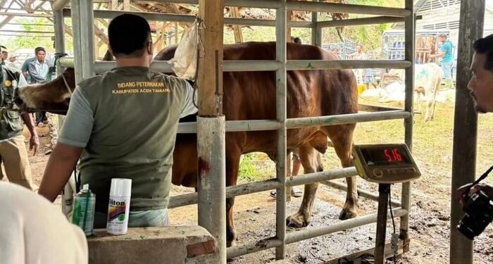 33.430 Ton Pakan Ternak Disiapkan untuk Percepat Pemulihan Peternak di Aceh
