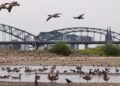 Sungai Rhine Semakin Surut di Tengah Gelombang Panas Eropa