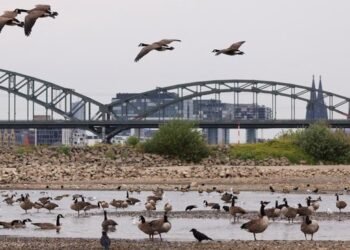 Sungai Rhine Semakin Surut di Tengah Gelombang Panas Eropa