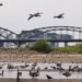 Sungai Rhine Semakin Surut di Tengah Gelombang Panas Eropa