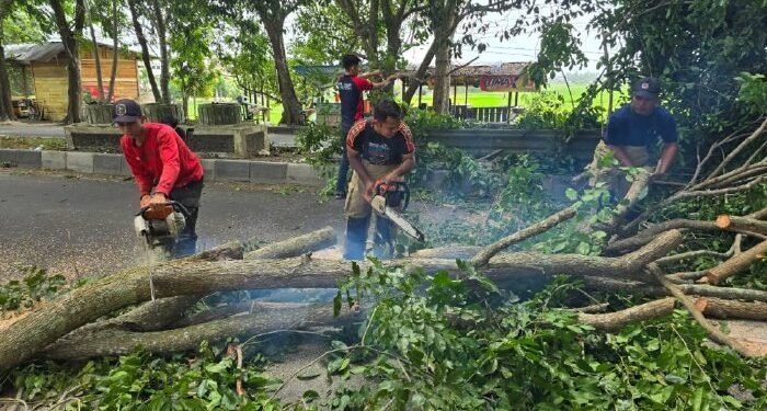 BPBD Aceh Besar Tangani 7 Kejadian Baru Akibat Angin Kencang