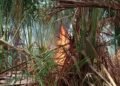 Satu Hektare Lahan Rumbia Terbakar di Aceh Besar
