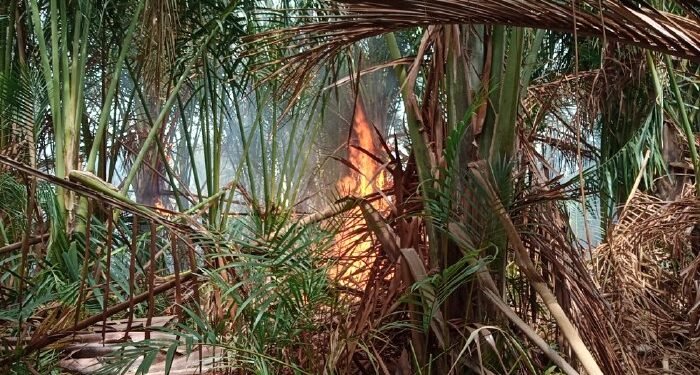 Satu Hektare Lahan Rumbia Terbakar di Aceh Besar