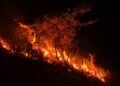 Delapan Hektare Hutan di Blang Bintang Terbakar