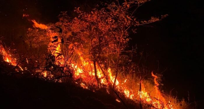 Delapan Hektare Hutan di Blang Bintang Terbakar