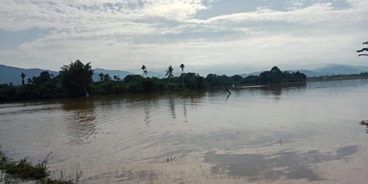 Ratusan Hektare Padi di Kemukiman Iku Lhueng Masih Terendam Banjir, Petani Terancam Gagal Panen