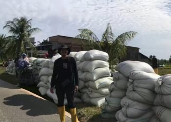 Luar Biasa! Hasil Panen di Blangpidie Capai 8,7 Ton per Hektare, Rekor Tertinggi Selama 6 Tahun