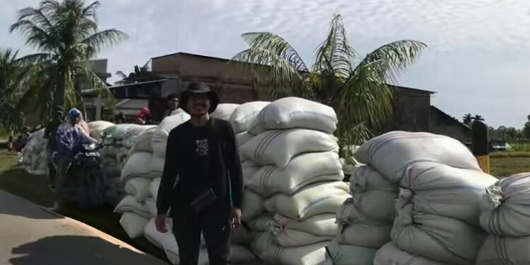 Luar Biasa! Hasil Panen di Blangpidie Capai 8,7 Ton per Hektare, Rekor Tertinggi Selama 6 Tahun