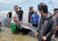 Hiu Paus Terdampar di Pantai Lama Tuha, Tim Gabungan Abdya Berjibaku Lakukan Evakuasi Manual