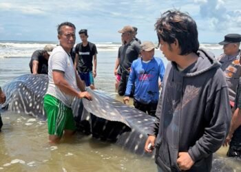Hiu Paus Terdampar di Pantai Lama Tuha, Tim Gabungan Abdya Berjibaku Lakukan Evakuasi Manual