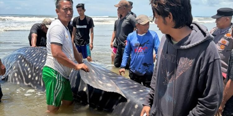 Hiu Paus Terdampar di Pantai Lama Tuha, Tim Gabungan Abdya Berjibaku Lakukan Evakuasi Manual