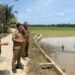 Krak, 8.074 Hektare Sawah di Aceh Timur Dipulihkan