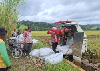 Harga Gabah di Abdya Terjun Bebas di Angka Rp5.000 per Kg, Bulog Diminta Ambil Peran