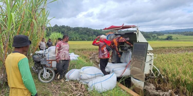Harga Gabah di Abdya Terjun Bebas di Angka Rp5.000 per Kg, Bulog Diminta Ambil Peran