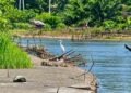 Ohku, Buaya Muncul di Krueng Kluet Gegerkan Warga Aceh Selatan