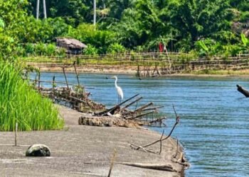 Ohku, Buaya Muncul di Krueng Kluet Gegerkan Warga Aceh Selatan