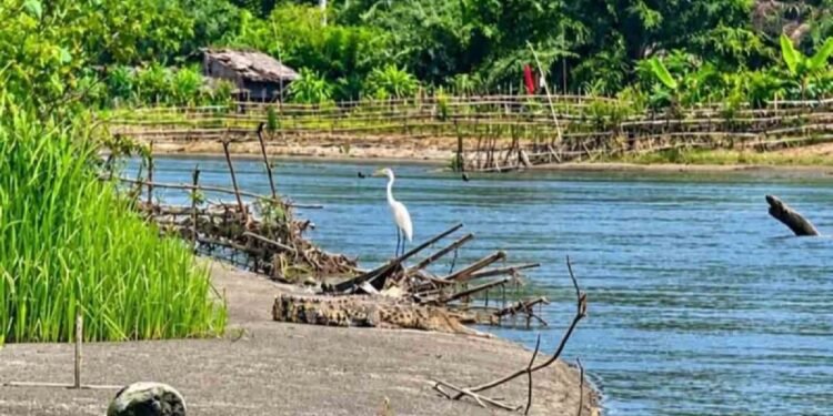 Ohku, Buaya Muncul di Krueng Kluet Gegerkan Warga Aceh Selatan