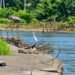 Ohku, Buaya Muncul di Krueng Kluet Gegerkan Warga Aceh Selatan