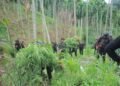 BNNP Aceh Tangkap Empat Petani Ganja di Ladang Seluas 18 Hektare