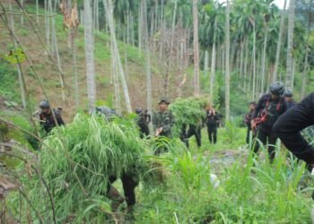 BNNP Aceh Tangkap Empat Petani Ganja di Ladang Seluas 18 Hektare