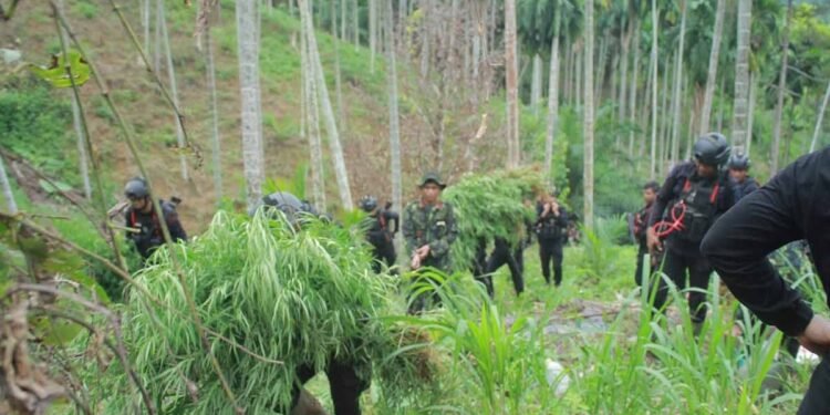 BNNP Aceh Tangkap Empat Petani Ganja di Ladang Seluas 18 Hektare