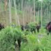 BNNP Aceh Tangkap Empat Petani Ganja di Ladang Seluas 18 Hektare