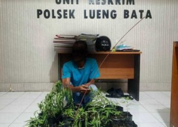 Pria di Banda Aceh Diamankan Polisi Usai Tanam Ganja di Perkarangan Rumah, 16 Polybag Disita