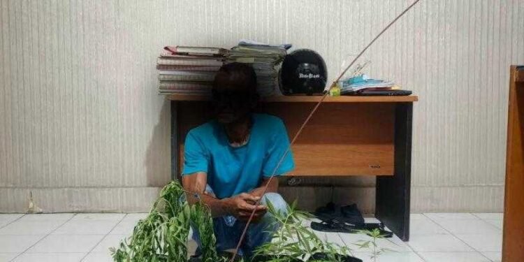 Pria di Banda Aceh Diamankan Polisi Usai Tanam Ganja di Perkarangan Rumah, 16 Polybag Disita